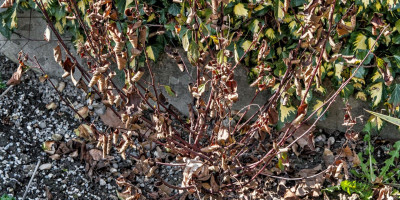 CEANOTHUS PALLIDUS MARIE SIMON 2.jpg
