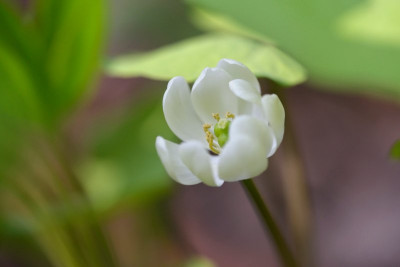 Jeffersonia diphylla