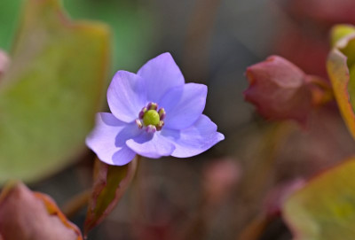 Jeffersonia dubia