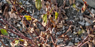 CEANOTHUS PALLIDUS MARIE SIMON 3.jpg