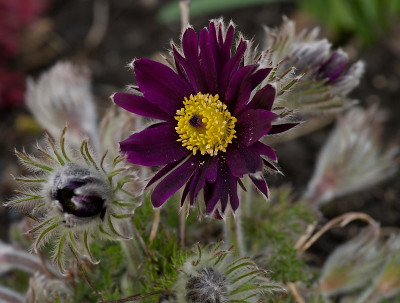 DSC_9909_DxO.jpg
