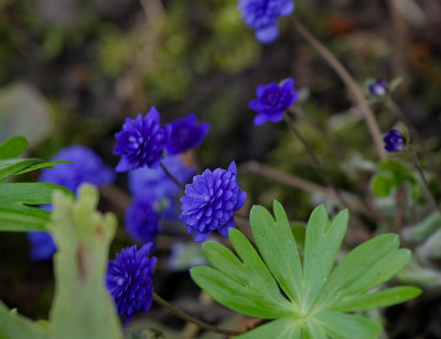 DSC_9913_DxO.jpg