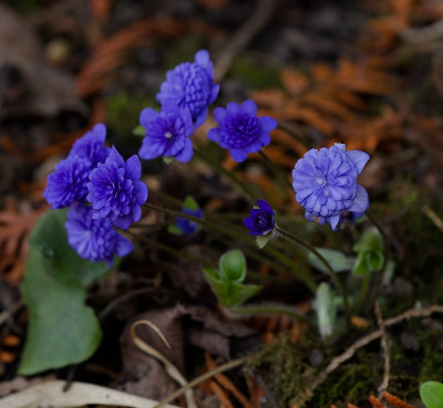DSC_9915_DxO.jpg