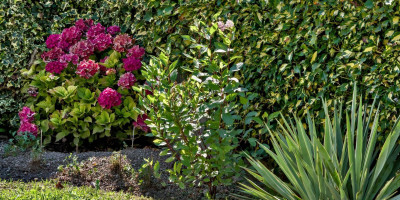 CEANOTHUS PALLIDUS MARIE SIMON zwischen YUCCA PALLIDA und HYDRANGEA MACROPHYLLA ALPENGLÜHEN.jpg