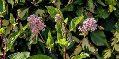 CEANOTHUS PALLIDUS MARIE SIMON.jpg