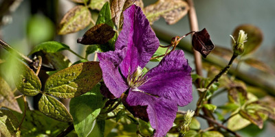CLEMATIS VITICELLA POLISH SPIRIT.jpg