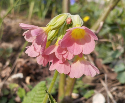 260323_SchluesselblumeRosa.jpg