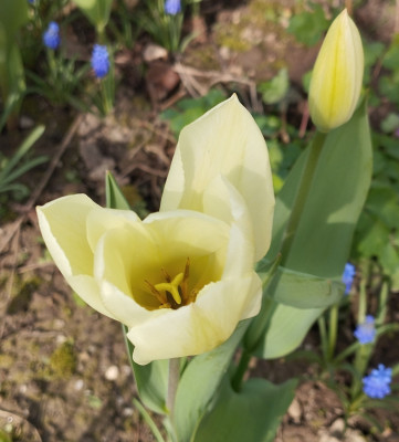 260323_Tulpe.jpg