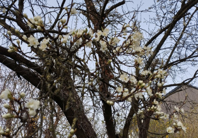 260323_Zwetschge2.jpg