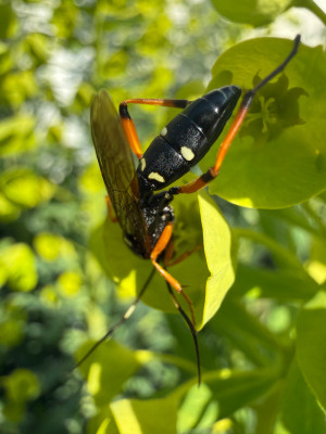 IMG_7381.jpeg