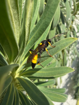Ichneumon stramentor