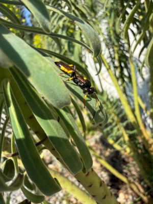Ichneumon stramentor