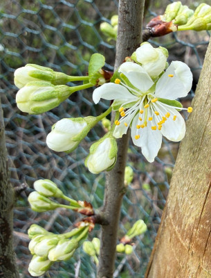 Spilling Blüte.jpg