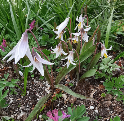 IMG_20260323_141109_Erythronium albidum.jpg