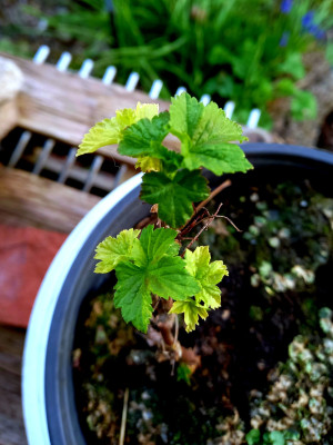 Panaschierte Schwarze Johannisbeere - Frühjahr