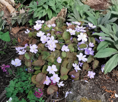 IMG_20260321_114353_Jeffersonia dubia.jpg