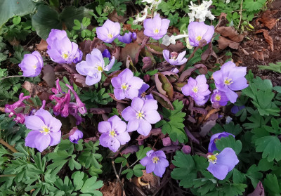 IMG_20260323_133153_Jeffersonia dubia.jpg