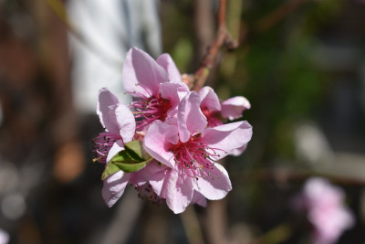 DSC_0925.JPG