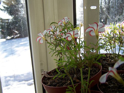 100_1675_OXALIS_versicolor_____500.jpg
