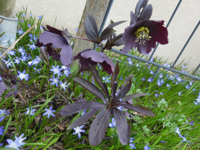 Dunkle Blüten und dunkles Laub