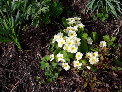 Primula vulgaris