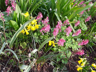 Corydalis solida Beth Evans