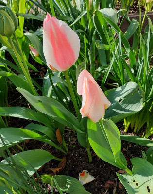 Tolle, sehr kräftige Tulpe. Nachmittags offen.