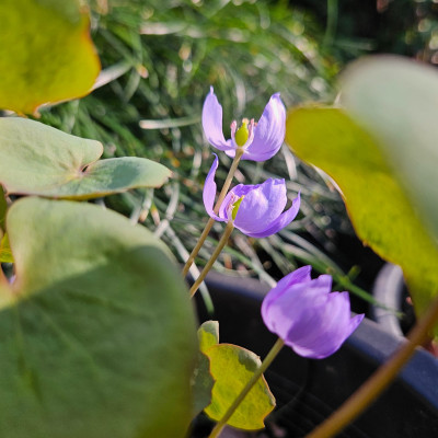 Jeffersonia dubia f 20260322_161051.jpg