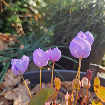 Jeffersonia dubia f 20260322_161044.jpg