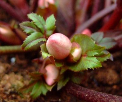 Helleborus_Pirouette.jpg