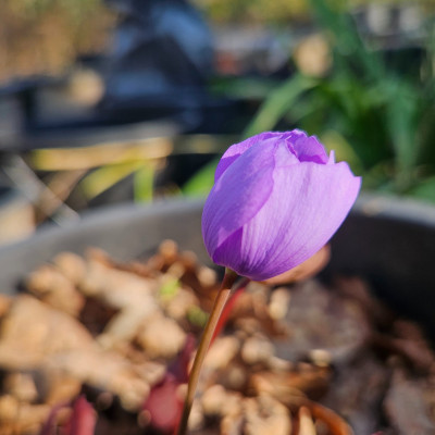 Jeffersonia dubia f 20260322_161030.jpg
