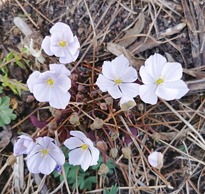 IMG_20260324_135053_Jeffersonia dubia.jpg