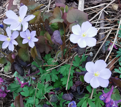 IMG_20260321_Jeffersonia dubia2.jpg