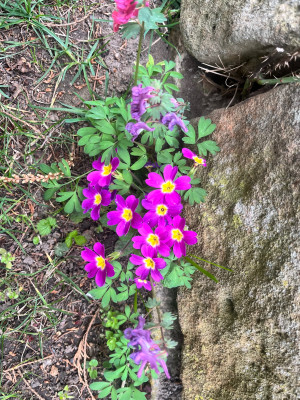 IMG_2202.jpeg
