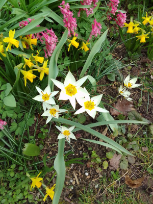 Corydalis, Tulipa, Narzissen