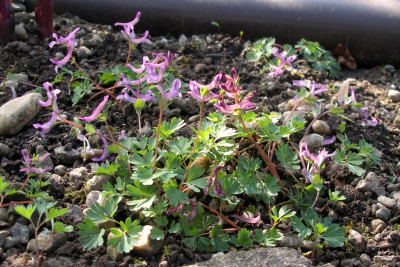 Corydalis paczoskii 25.03.26.JPG