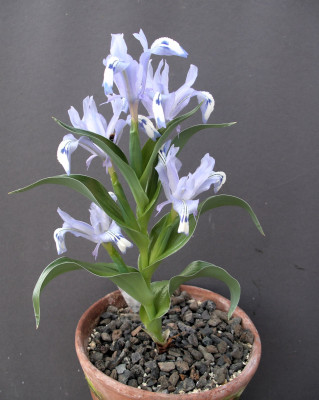 Iris willmotiana 25.03.26.JPG