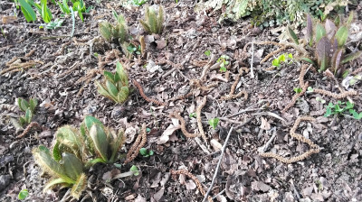 Meconopsis lingholm