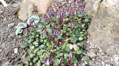 Soldanella montana im Aufblühen