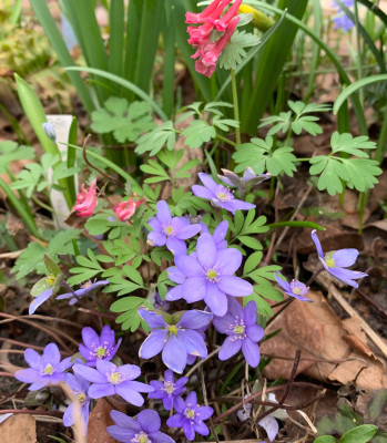IMG_5082.jpeg