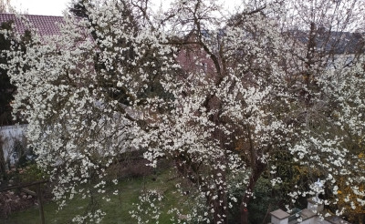 260325_Zwetschge.jpg