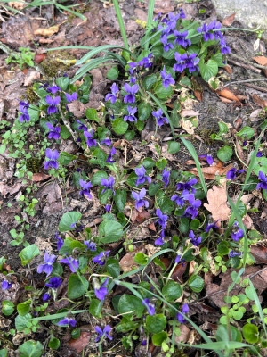 IMG_6237.jpeg