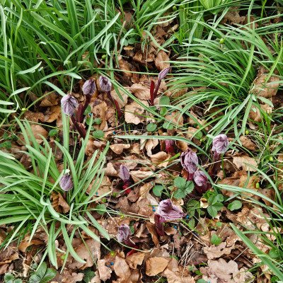 Mai Fleuri