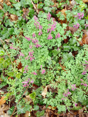 Corydalis cava