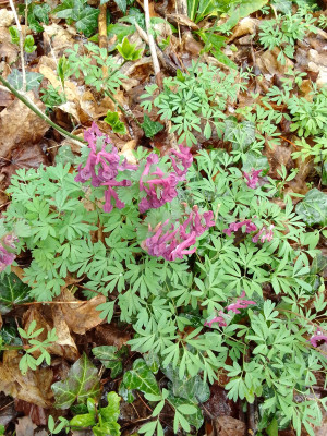 Corydalis im Vollmarpark
