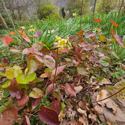 Epimedium pinnatum subsp. colchicum 20260323_134415.jpg