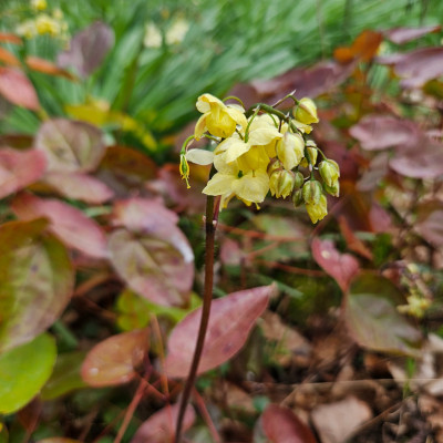 Epimedium pinnatum subsp. colchicum 20260323_134407.jpg