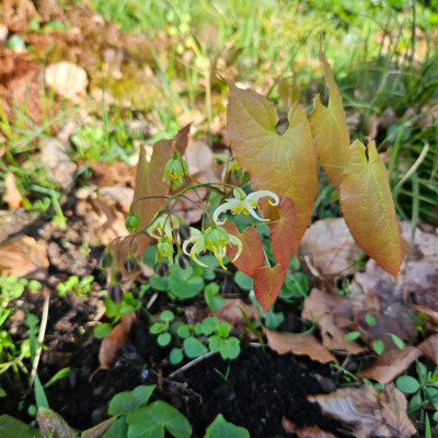 Epimedium franchetii 'Brimstone Butterfly' 20260325_155136.jpg