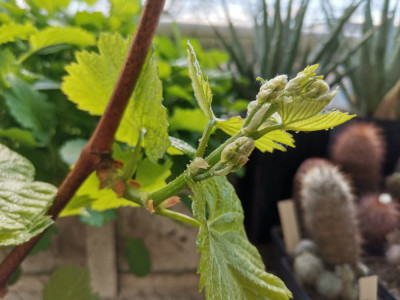Chardonnay BBCH 53 20260326.jpeg