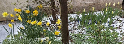 260326_TulpenNarzissen.jpg
